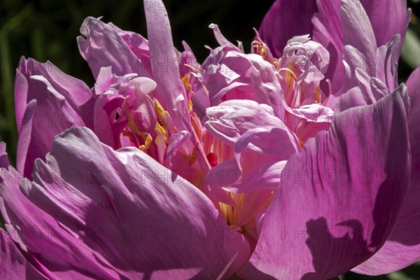 Peony flower, Paeonia sp, Perrenial flower, Close-up, Region of La Mauricie, Province of Quebec, Canada