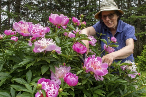 Woman and flowers, Woman taking care of peony flowers, Peonia sp, Region of La Mauricie, Province of Quebec, Canada