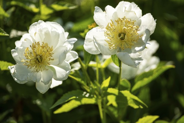 Peony flowers, Paeonia sp, Perrenial flowers, Region of La Mauricie, Province of Quebec, Canada