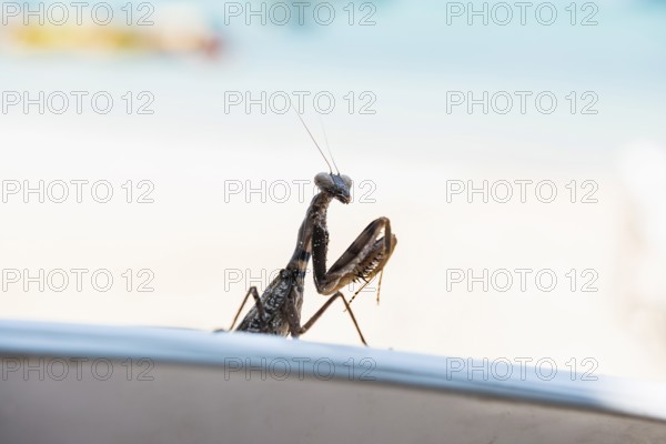 Praying mantis, Loh Dalum Beach, Koh Phi Phi, Krabi, Andaman Sea, Thailand