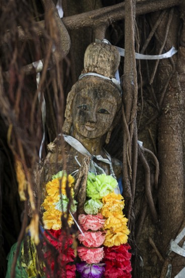 Bodhi tree, Ficus religiosa, wooden figure, Koh Phi Phi, Krabi, Andaman Sea, Thailand