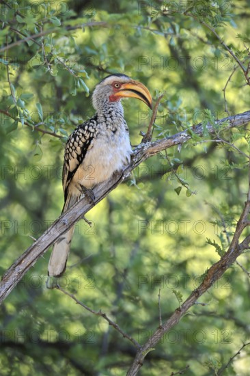 Southern Yellow-billed Hornbill (Tockus leucomelas), Red-ringed Hornbill, adult, on tree, alert, Kruger, Kruger National Park, South Africa