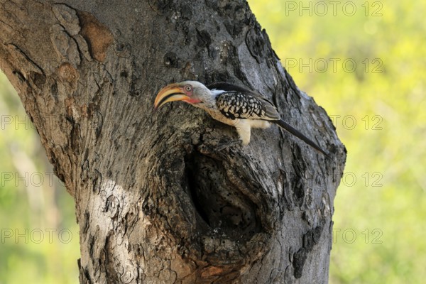 Southern Yellow-billed Hornbill (Tockus leucomelas), Red-ringed Hornbill, adult, male, at breeding den, alert, Kruger, Kruger National Park, South Africa