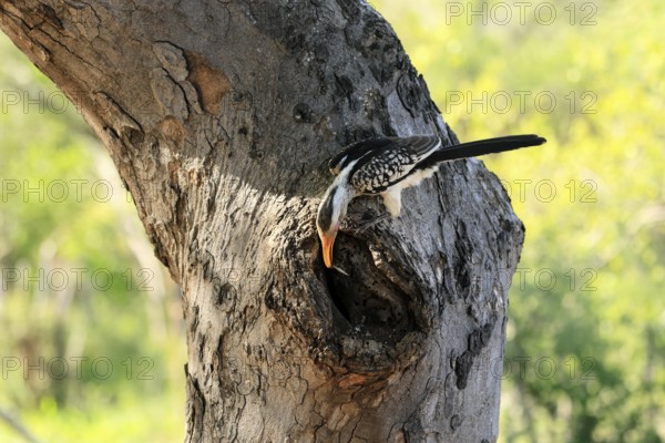 Southern Yellow-billed Hornbill (Tockus leucomelas), Red-ringed Hornbill, adult, male, at breeding den, with food, alert, Kruger, Kruger National Park, South Africa