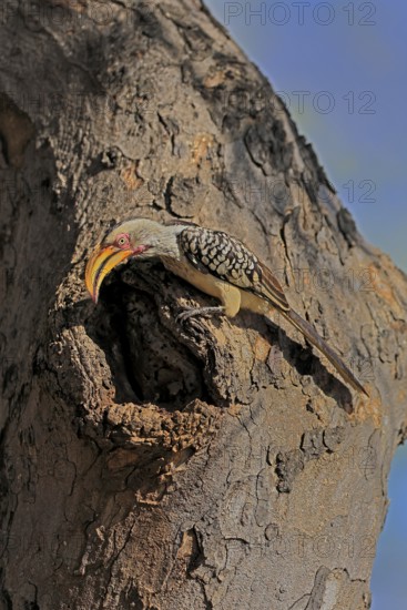 Southern Yellow-billed Hornbill (Tockus leucomelas), Red-ringed Hornbill, adult, male, at breeding den, alert, Kruger, Kruger National Park, South Africa