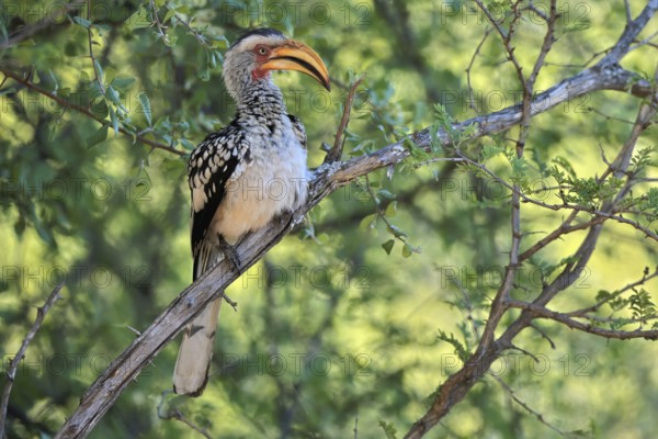 Southern Yellow-billed Hornbill (Tockus leucomelas), Red-ringed Hornbill, adult, on tree, alert, Kruger, Kruger National Park, South Africa