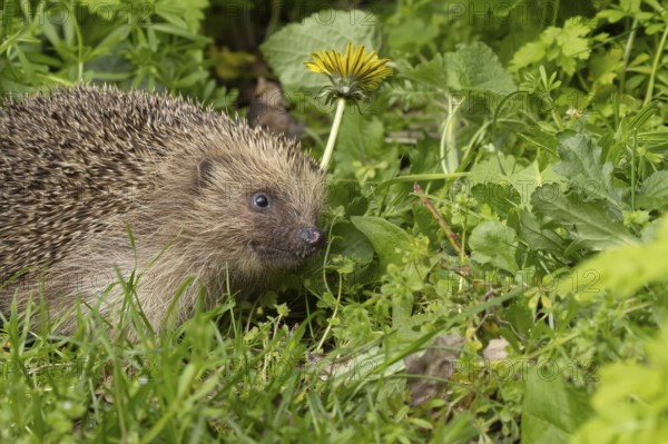 European hedgehog (Erinaceus europaeus) adult animal amongst garden plants, England, United Kingdom