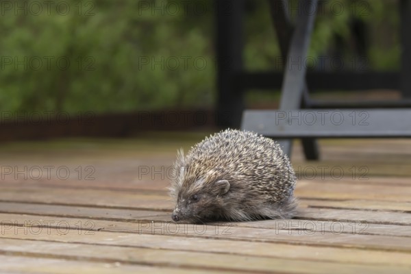 European hedgehog (Erinaceus europaeus) adult animal on wooden decking in an urban garden, England, United Kingdom