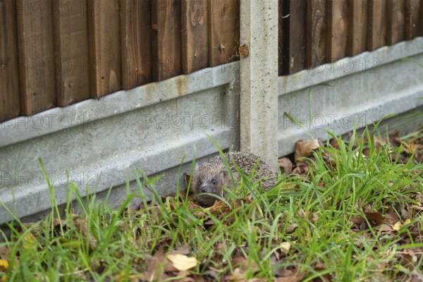 European hedgehog (Erinaceus europaeus) adult animal next to a concrete based wooden urban garden fence, Suffolk, England, United Kingdom