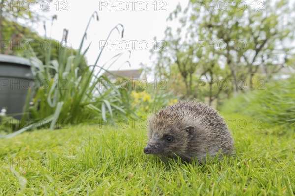 European hedgehog (Erinaceus europaeus) adult animal on an urban garden grass lawn with a house in the background in springtime, England, United Kingdom