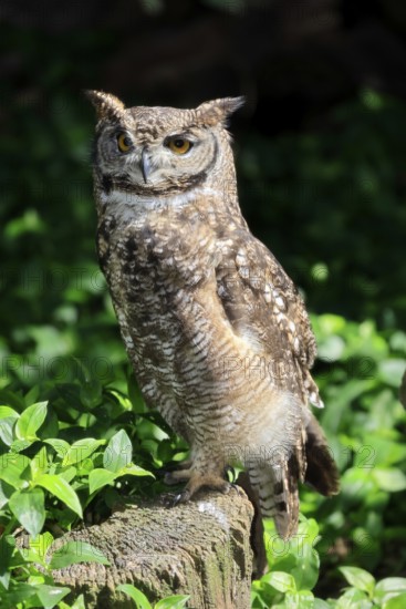 Spotted Eagle Owl (Bubo africanus), adult, on tree trunk, alert, Cape Town, Western Cape, South Africa