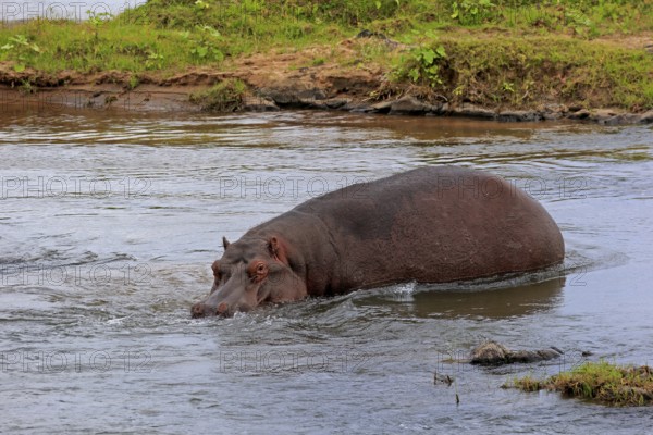 Hippopotamus (Hippopatamus amphibius), adult, in water, Kruger, Kruger National Park, South Africa