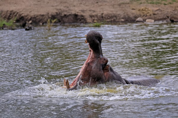 Hippopotamus (Hippopatamus amphibius), adult, in water, yawning, threatening, portrait, Kruger, Kruger National Park, South Africa