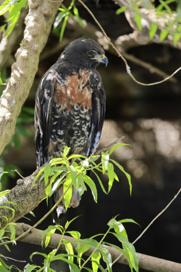 Rock Buzzard (Buteo rufofuscus), Jackal Buzzard, adult, on tree, perch, South Africa
