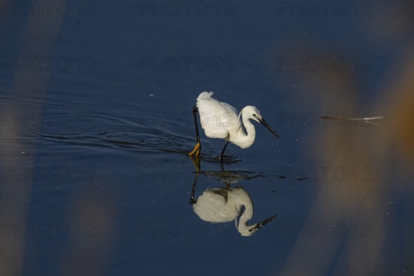 Little Egret (Egretta garzetta) Germany