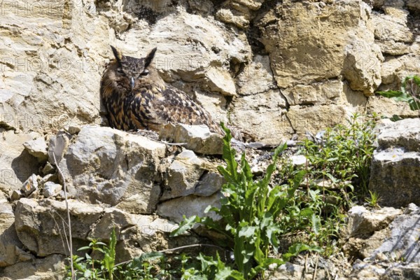 Eurasian Eagle-owl (Bubo bubo) adult bird at nest with chicks Germany