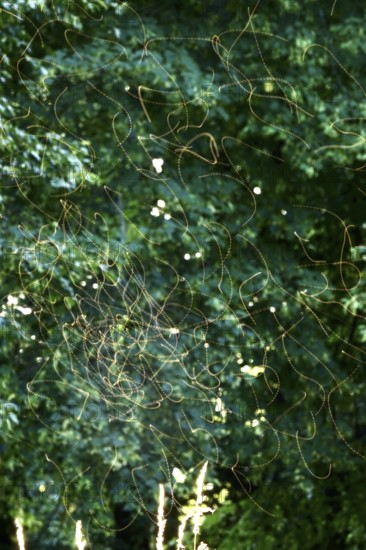 Summer evening in a park, insect flight, Germany