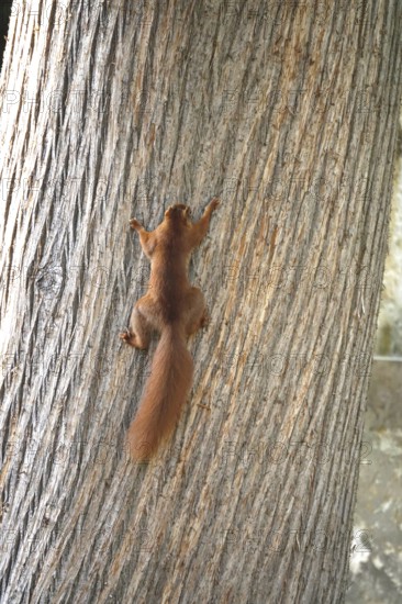 Squirrel (Sciurus vulgaris), summer, Germany