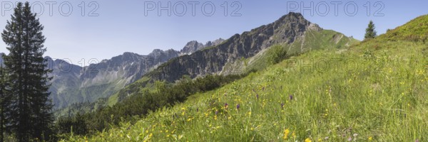 Panorama over a mountain flower meadow in front of the Kanzelwand, 2058m, border mountain in the Allgäu Alps, over which the border between Bavaria, Germany and Vorarlberg, Austria runs, Allgäu Alps, Allgäu, Bavaria, Germany
