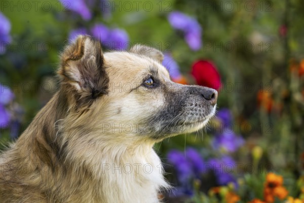 Light brown mixed-breed dog, medium-length coat, portrait, in the garden. Older dog, white muzzle. Germany