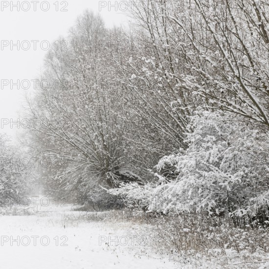 Onset of winter... Meerbusch (Rhineland) near Düsseldorf, snow-covered bushes and trees after a sudden onset of winter with heavy snowfall, local nature, landscapes in the snow, rare weather conditions in the Rhineland, Lower Rhine, Meerbusch, North Rhine-Westphalia, Germany, Western Europe