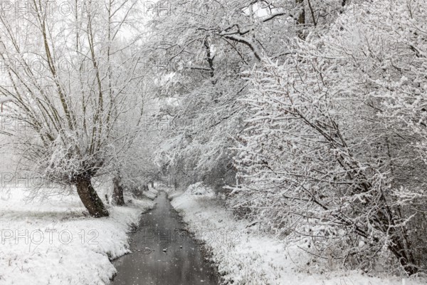 Stream, old drainage ditch in the Rhine floodplains near Meerbusch in winter with snow, Ilvericher Altrheinschlinge with snowfall, local nature, landscapes in the snow, rare weather conditions in the Rhineland, Lower Rhine, Meerbusch, North Rhine-Westphalia, Germany, Western Europe