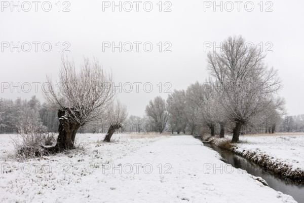 Winter walk through a landscape with old gnarled pollarded trees, pollarded willows in the snow on the Lower Rhine, on the left bank of the Rhine between Düsseldorf and Meerbusch, Ilvericher Altrheinschlinge, native nature, rare weather conditions in the Rhineland, Lower Rhine, Meerbusch, North Rhine-Westphalia, Germany, Western Europe
