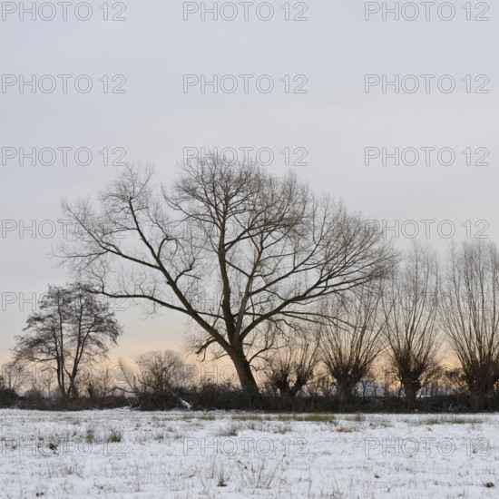 Just outside the Tor tor of Düsseldorf... Row of pollarded trees and copses (Ilvericher Altrheinschlinge, Strümper Bruch), typical landscape on the Lower Rhine, small nature reserve in winter, native nature, landscapes in the snow, rare weather conditions in the Rhineland, Lower Rhine, Meerbusch, North Rhine-Westphalia, Germany, Western Europe