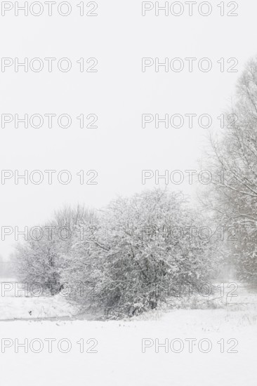 Onset of winter... Meerbusch (Rhineland) near Düsseldorf, snow-covered bushes and trees after a sudden onset of winter with heavy snowfall, local nature, landscapes in the snow, rare weather conditions in the Rhineland, Lower Rhine, Meerbusch, North Rhine-Westphalia, Germany, Western Europe