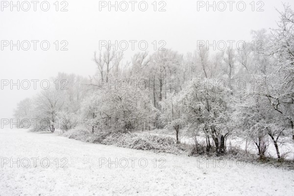 Winter walk in snowfall... Meerbusch (Rhineland), edge of the forest at Strümper bush, a relict quarry and alluvial forest, native nature, landscapes in the snow, rare weather conditions in the Rhineland, Lower Rhine, Meerbusch, North Rhine-Westphalia, Germany, Western Europe
