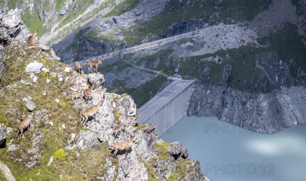 Alpine ibex (Capra ibex) group on exposed rocks at the summit of Mont Blana, Hérménence, Valais Alps, Valais, Switzerland