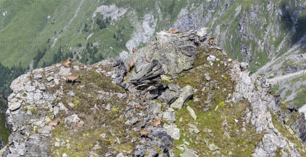 Alpine ibex (Capra ibex) group on rocks at the summit of Mont Blana, Hérménence, Valais Alps, Valais, Switzerland