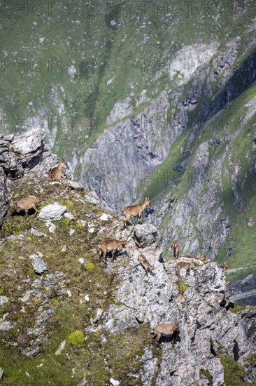 Alpine ibex (Capra ibex) group on exposed rocks at the summit of Mont Blana, Hérménence, Valais Alps, Valais, Switzerland