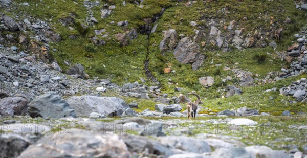 Alpine ibex (Capra ibex) adult male, Valais Alps, Valais, Switzerland