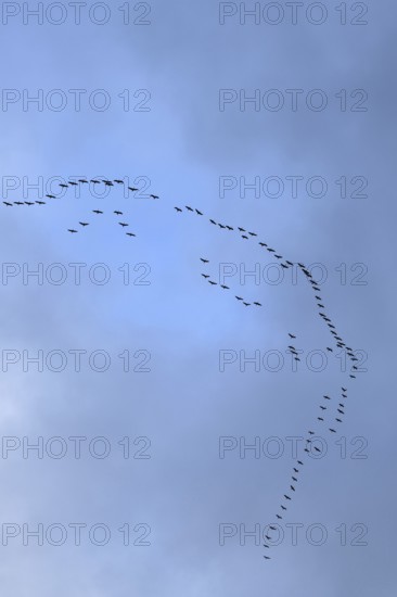 Cranes, grey cranes (Grus grus), crane migration, return of the cranes, cranes flying over, large flock of cranes, heralds of spring, large flock in flight, bird migration, typical flight formation, silhouettes in the sky, cranes returning, flying over Germany, bird migration in spring and autumn, native wildlife, native nature, Sauerland, North Rhine-Westphalia, Germany, Western Europe