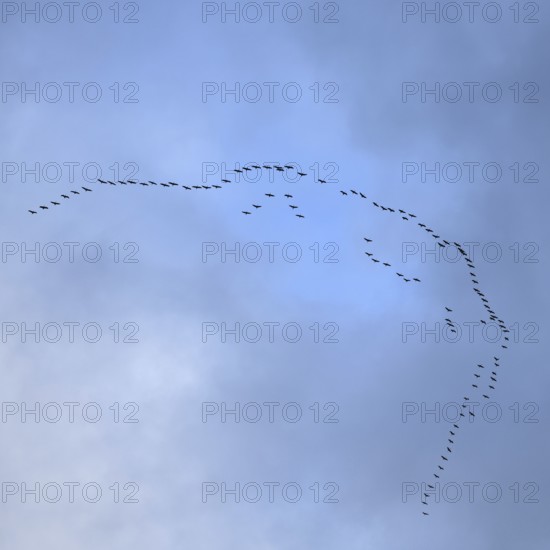 Cranes, grey cranes (Grus grus), crane migration, return of the cranes, cranes flying over, large flock of cranes, heralds of spring, large flock in flight, bird migration, typical flight formation, silhouettes in the sky, cranes returning, flying over Germany, bird migration in spring and autumn, native wildlife, native nature, Sauerland, North Rhine-Westphalia, Germany, Western Europe