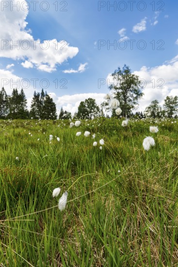 Cotton grass (Eriophorum) in a meadow, Black Forest, Germany