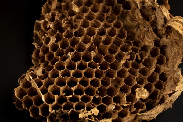 Piece of honeycomb from an abandoned hornet's nest against a black background