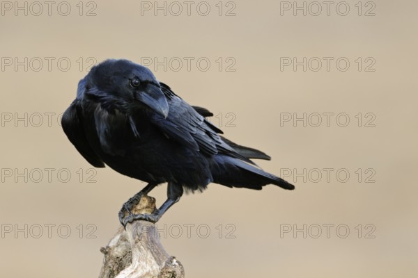 Odin's bird... Raven (Corvus corax), largest native songbird, curious and intelligent, typical raven, raven bird, black bird, detailed shot of the blue-black shimmering plumage structures, fine light, harmonious colours, interesting shot due to the cheeky, a little sly look, funny picture, native nature, Mecklenburg-Western Pomerania, Germany, Western Europe