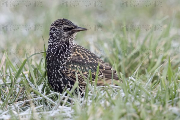 Starling (Sturnus vulgaris) in winter, sitting in frosty grass, turns round, looks back, looks at the flock of starlings, native birdlife, wildlife, native nature, Bislicher Insel, Kreis Wesel, Rhineland, Lower Rhine, North Rhine-Westphalia, Germany, Western Europe