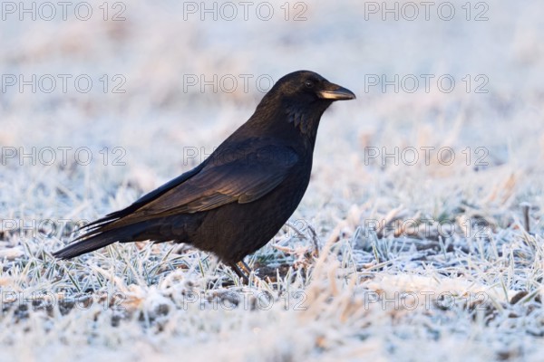Raven crow, carrion crow (Corvus corone) in winter, cheeky look, sly bird, sitting on frosty frozen farmland, first morning light, shimmering colours of black plumage, native nature, Bislicher Insel, Wesel district, Rhineland, Lower Rhine, North Rhine-Westphalia, Germany, Western Europe