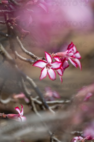 Multiflorous desert rose (Adenium multiflorum) also known as Sabi star, many pinkish white flowers, Kruger National Park, South Africa