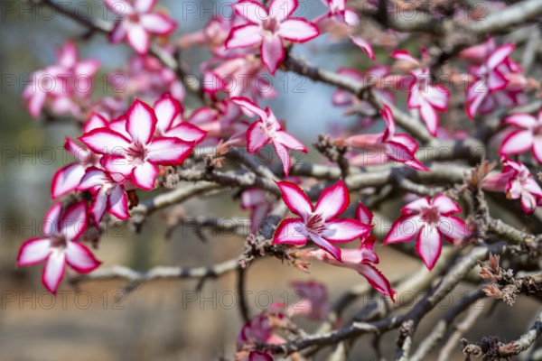Multiflorous desert rose (Adenium multiflorum) also known as Sabi star, many pinkish white flowers, Kruger National Park, South Africa