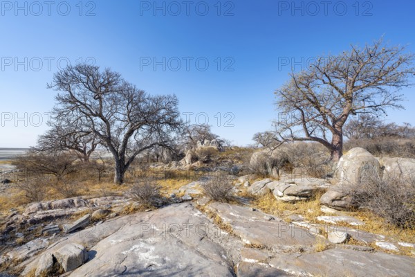 African baobab or baobab tree (Adansonia digitata), several trees, Kubu Island (Lekubu), Sowa Pan, Makgadikgadi salt pans, Botswana