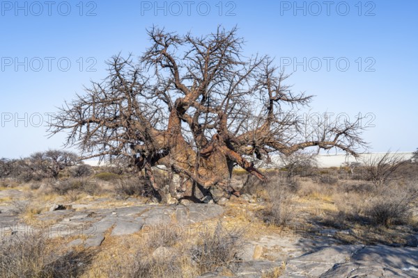 Large baobab tree, African baobab or baobab tree (Adansonia digitata), Kubu Island (Lekubu), Sowa Pan, Makgadikgadi salt pans, Botswana