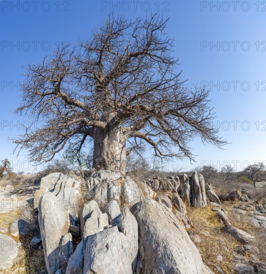 African baobab or baobab tree (Adansonia digitata), between round rocks, Kubu Island (Lekubu), Sowa Pan, Makgadikgadi salt pans, Botswana