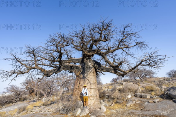 Tourist standing in front of a large baobab, African baobab or baobab tree (Adansonia digitata), Kubu Island (Lekubu), Sowa Pan, Makgadikgadi salt pans, Botswana