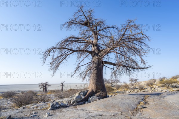 African baobab or baobab tree (Adansonia digitata), several trees overlooking the salt pan, Kubu Island (Lekubu), Sowa Pan, Makgadikgadi Salt Pans, Botswana