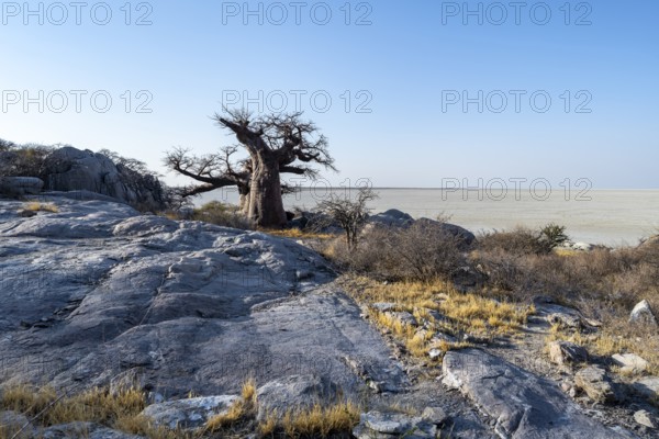 African baobab or baobab tree (Adansonia digitata), overlooking the salt pan, Kubu Island (Lekubu), Sowa Pan, Makgadikgadi Salt Pans, Botswana