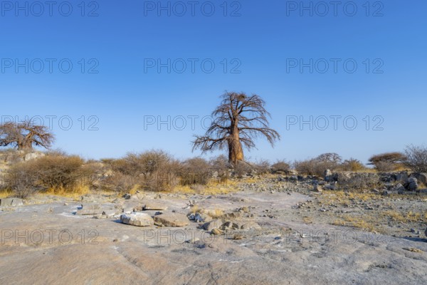 African baobab or baobab tree (Adansonia digitata), Kubu Island (Lekubu), Sowa Pan, Makgadikgadi salt pans, Botswana